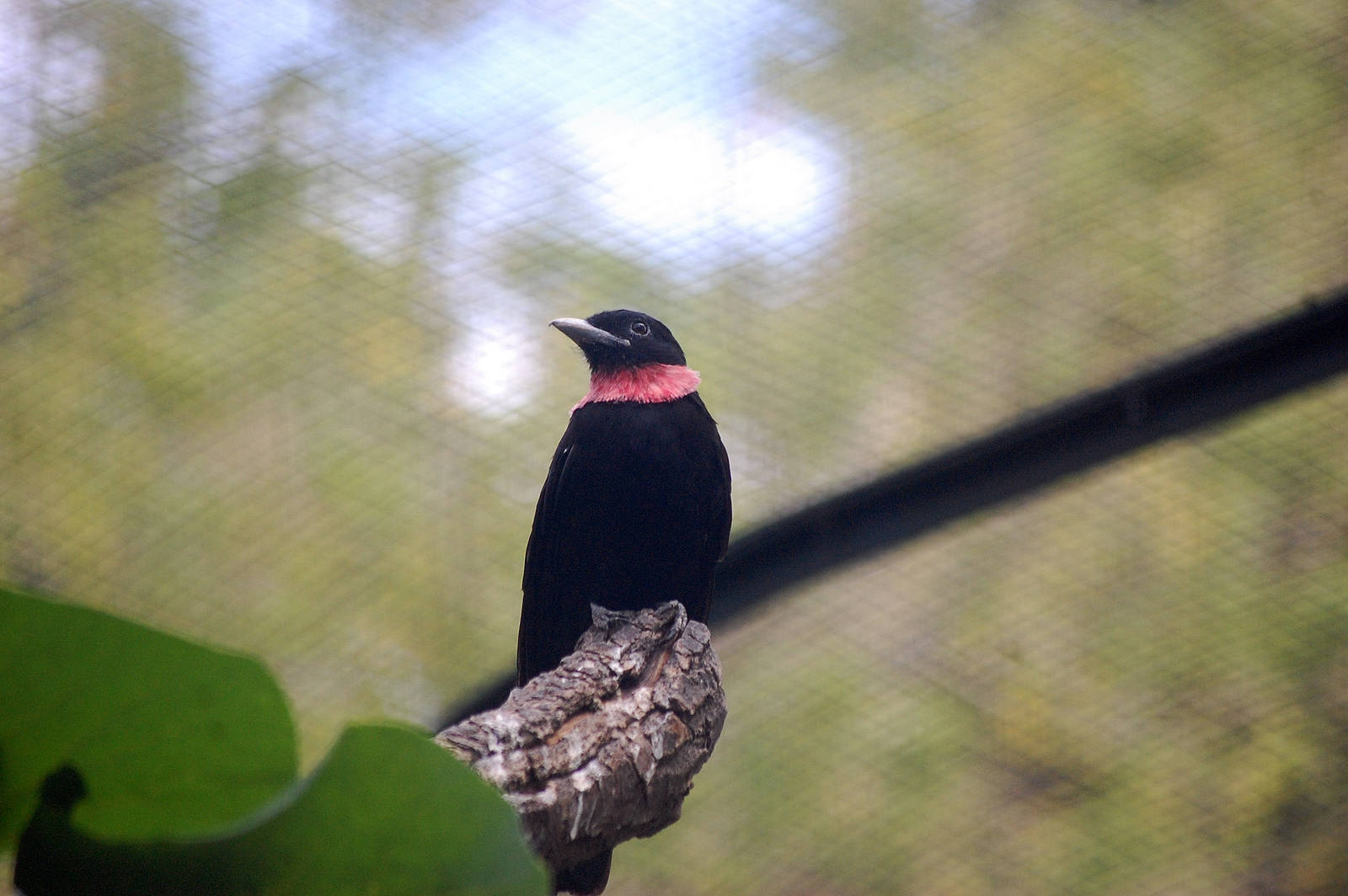 Purple-throated fruitcrow