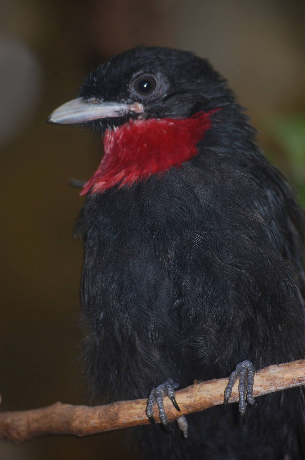 Purple-throated fruitcrow