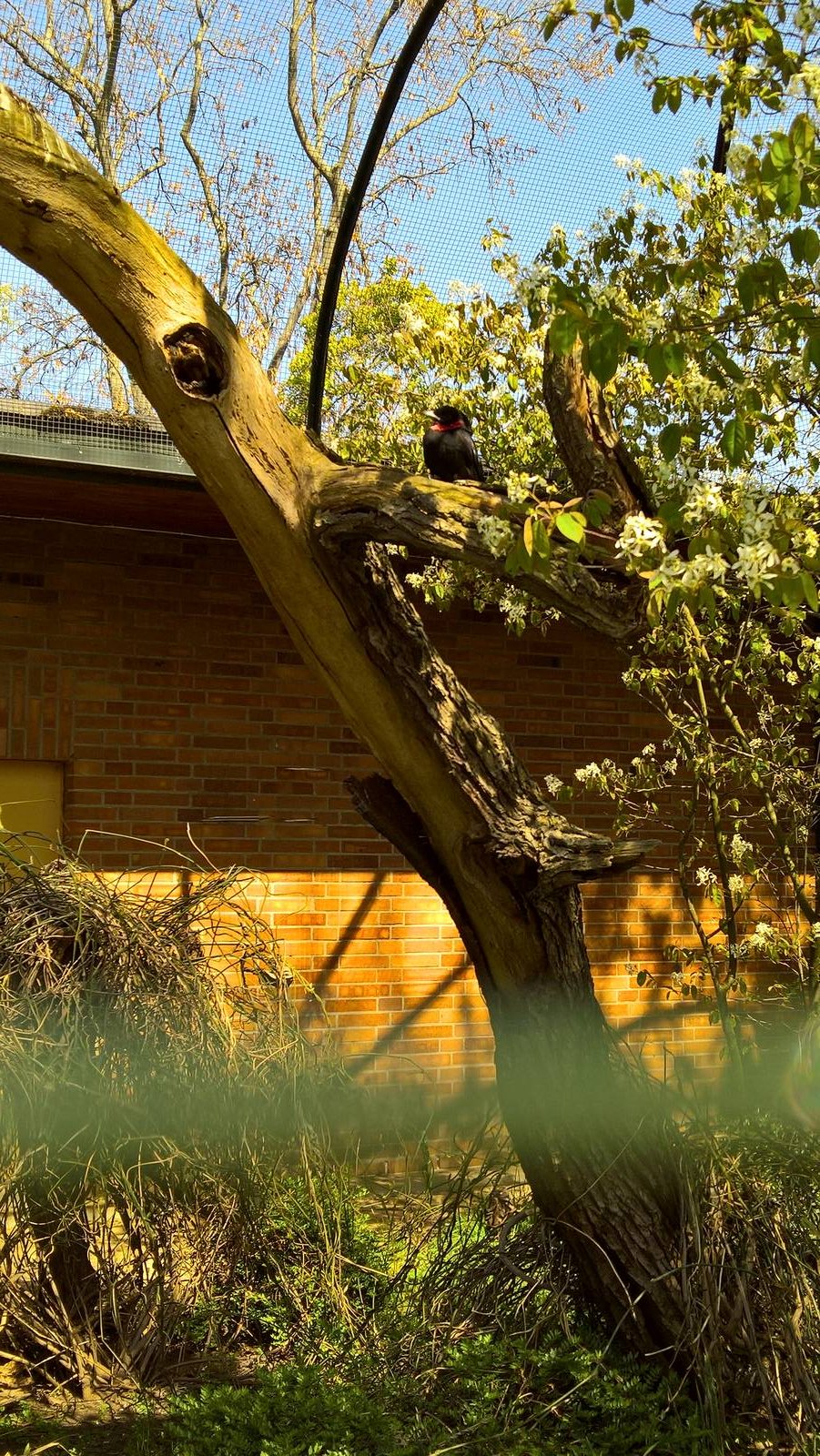 Purple-throated fruitcrow