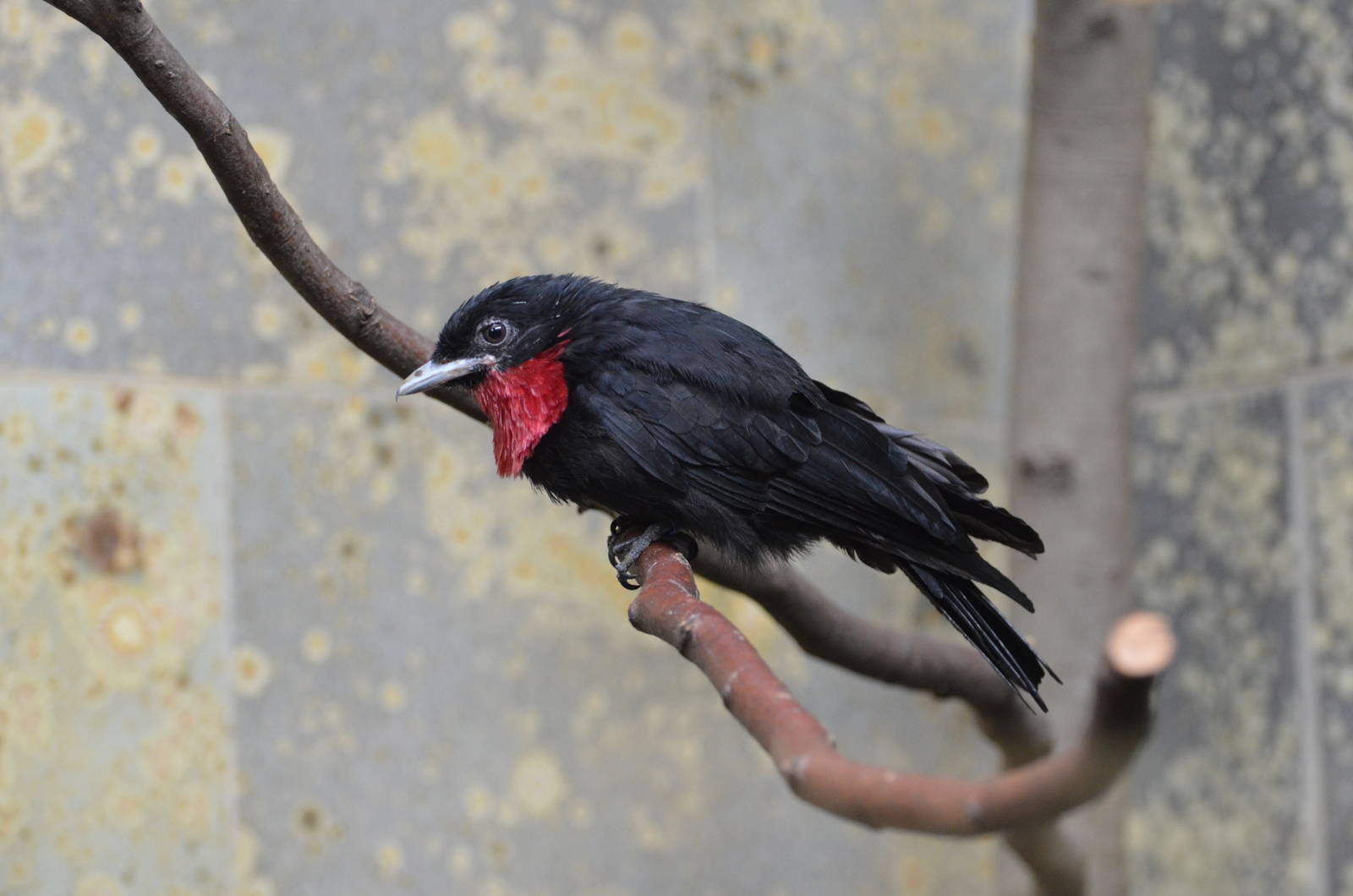 Purple-throated fruitcrow
