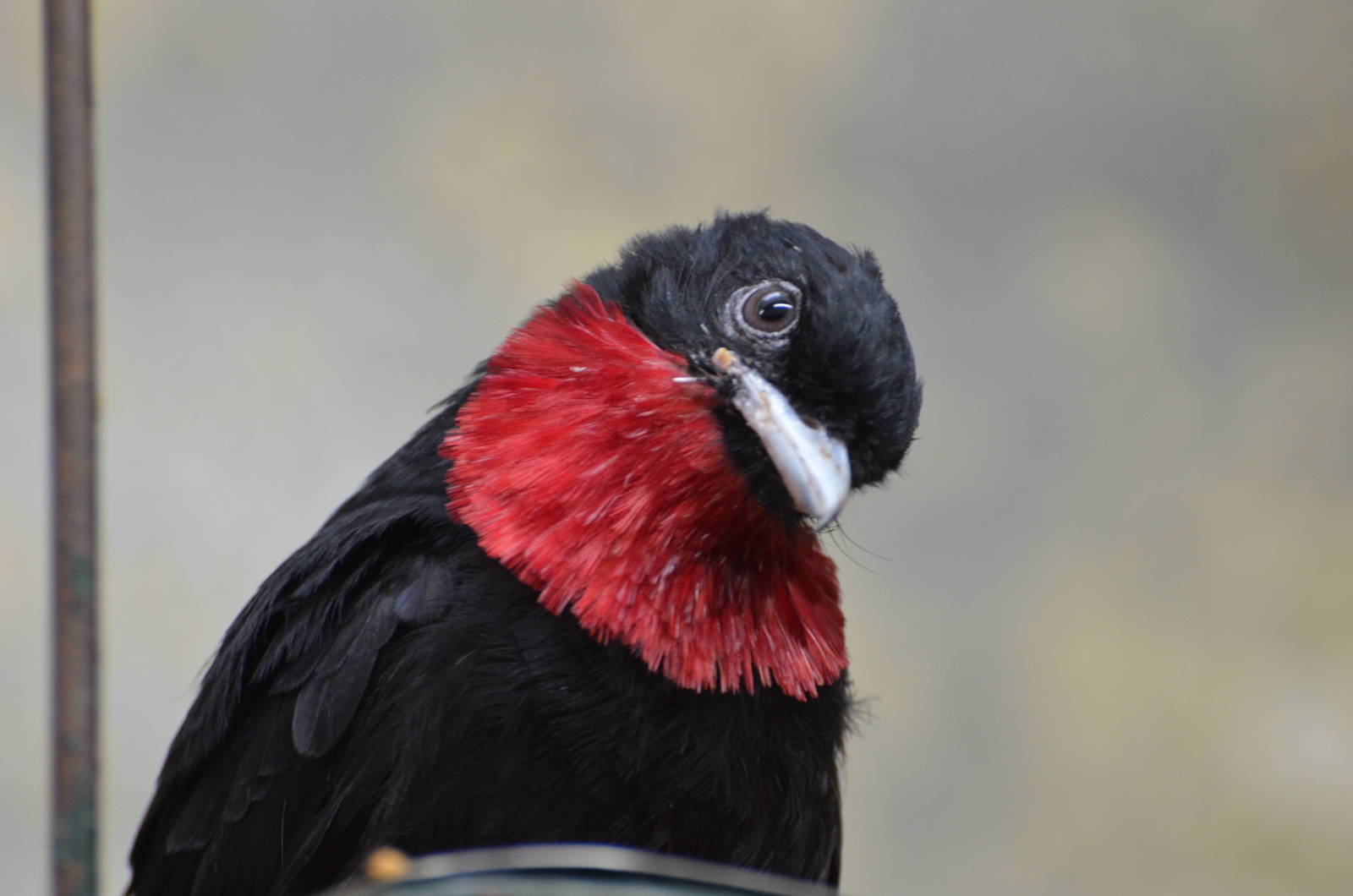 Purple-throated fruitcrow