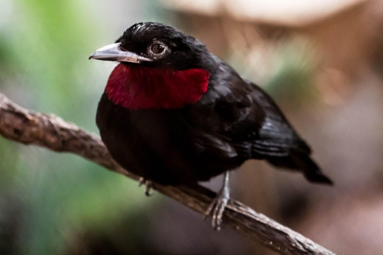Purple-throated fruitcrow