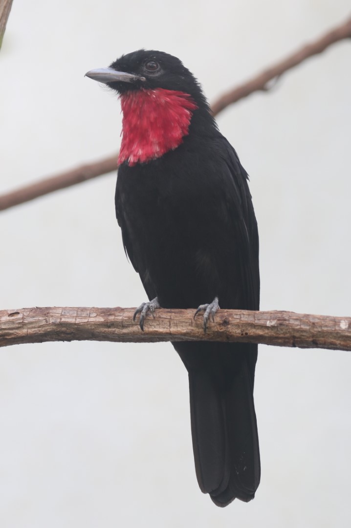 Purple-throated fruitcrow