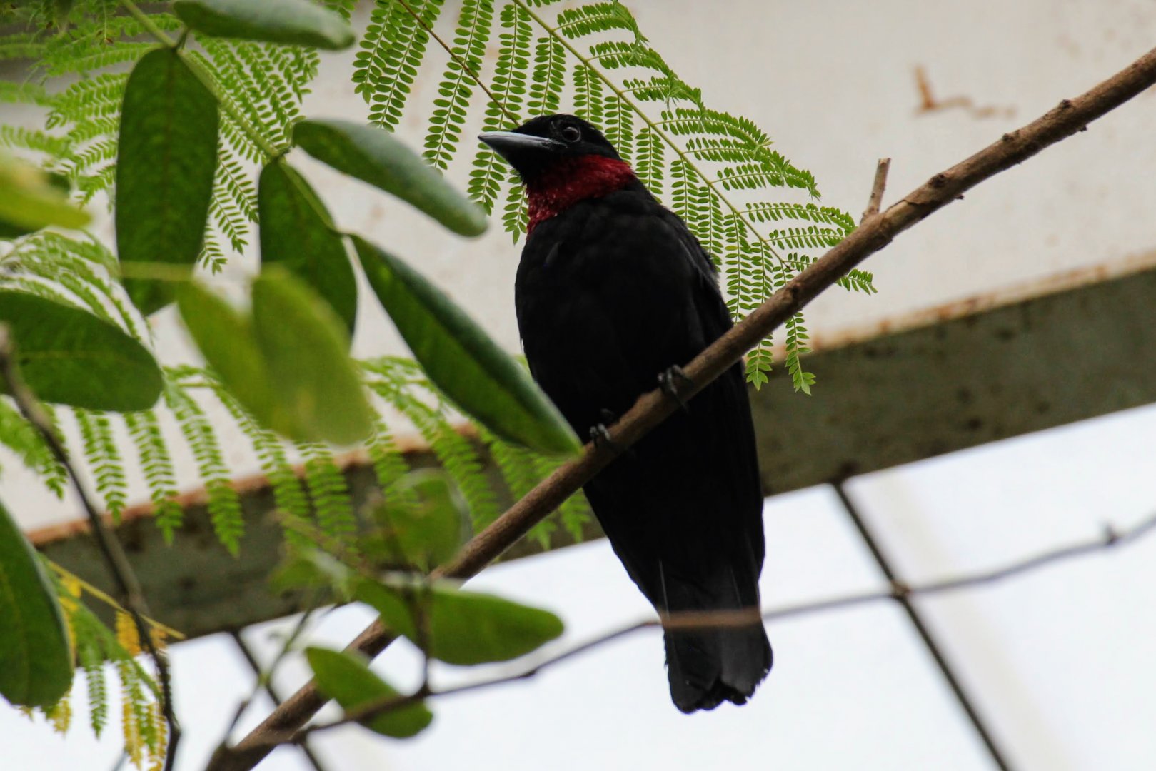 Purple-throated Fruitcrow
