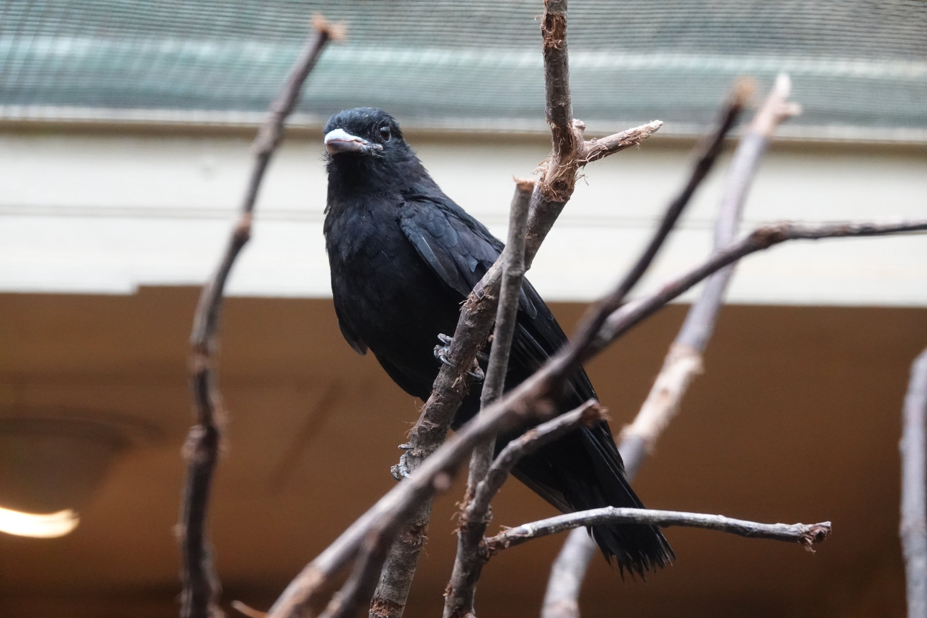 Purple-throated fruitcrow