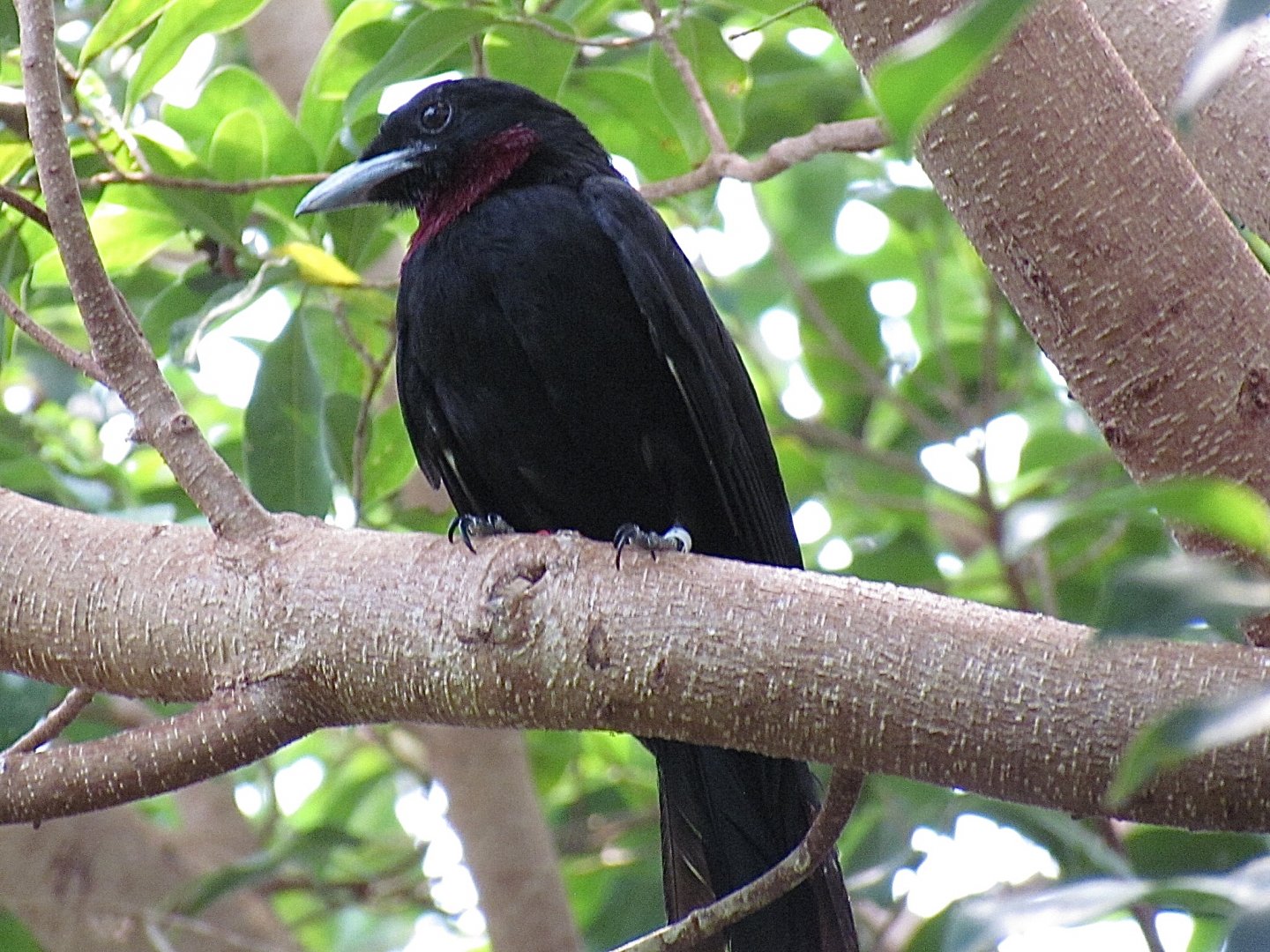 Purple-throated Fruitcrow