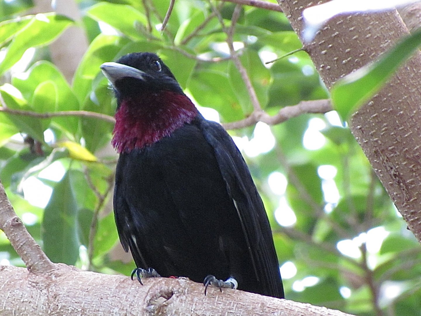 Purple-throated Fruitcrow