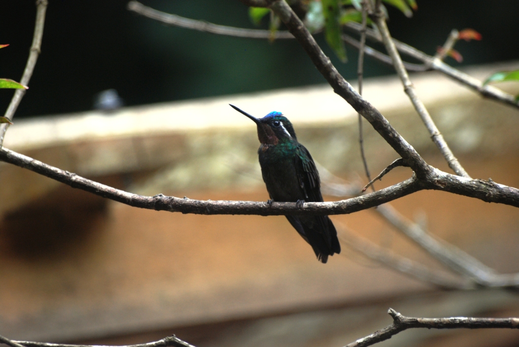 Purple-throated Mountain-gem at Monteverde Hummingbird Gallery, 20/04/14
