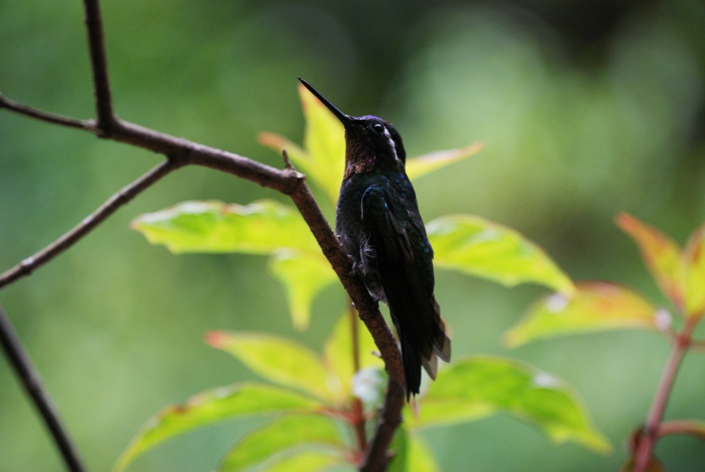 Purple-throated Mountain-gem at Monteverde Hummingbird Gallery, 20/04/14