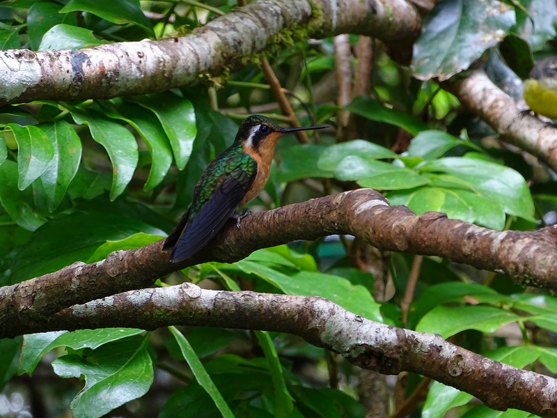 Purple-throated mountain gem, female
