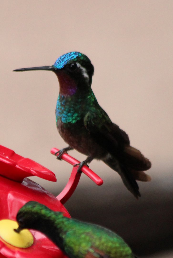 Purple-throated Mountain Gem Hummingbird - Mar 2019