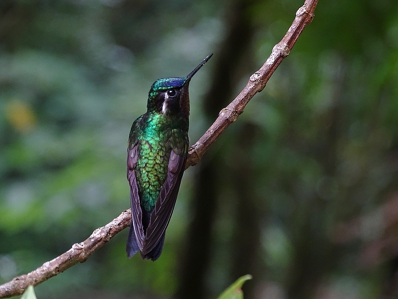 Purple-throated mountain gem, male