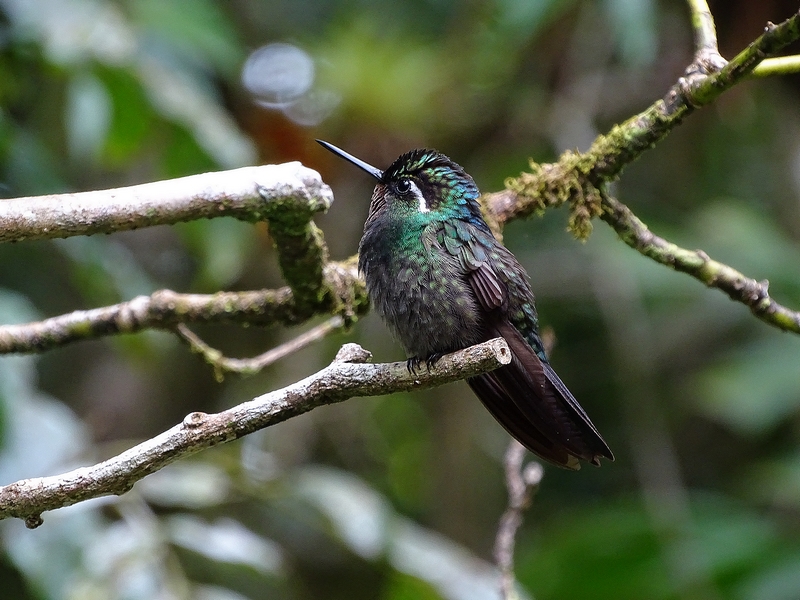 Purple-throated mountain gem, male