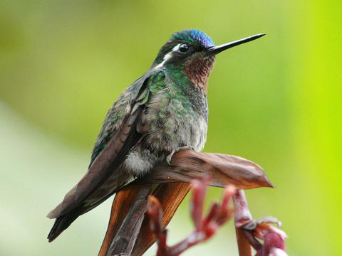 Purple-throated Mountain-gem