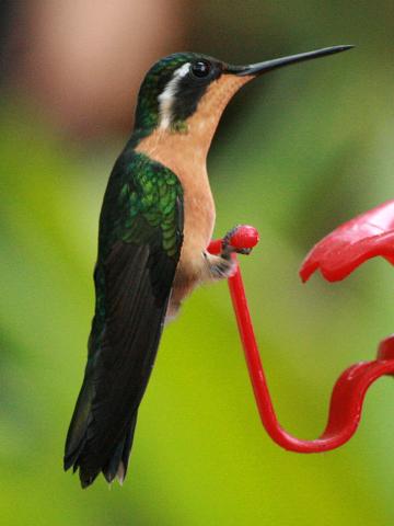 Purple-throated Mountain-gem