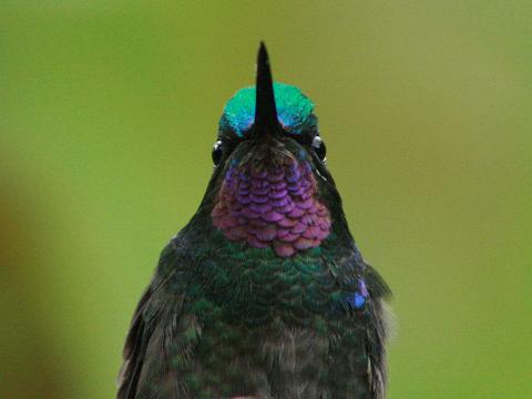 Purple-throated Mountain-gem