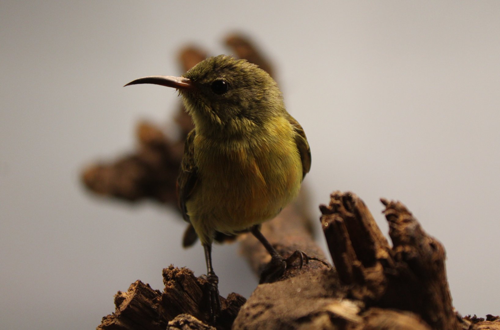 Purple-throated sunbird - female