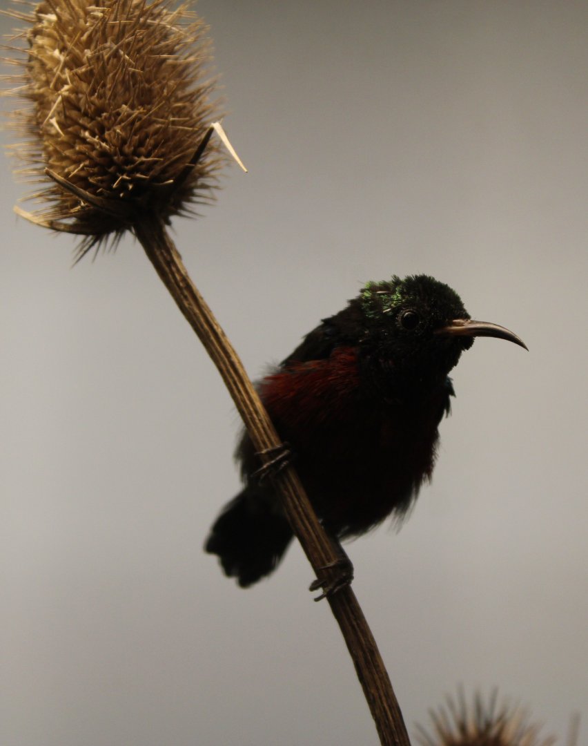 Purple-throated sunbird - male