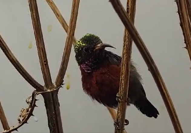 Purple-throated sunbird - male
