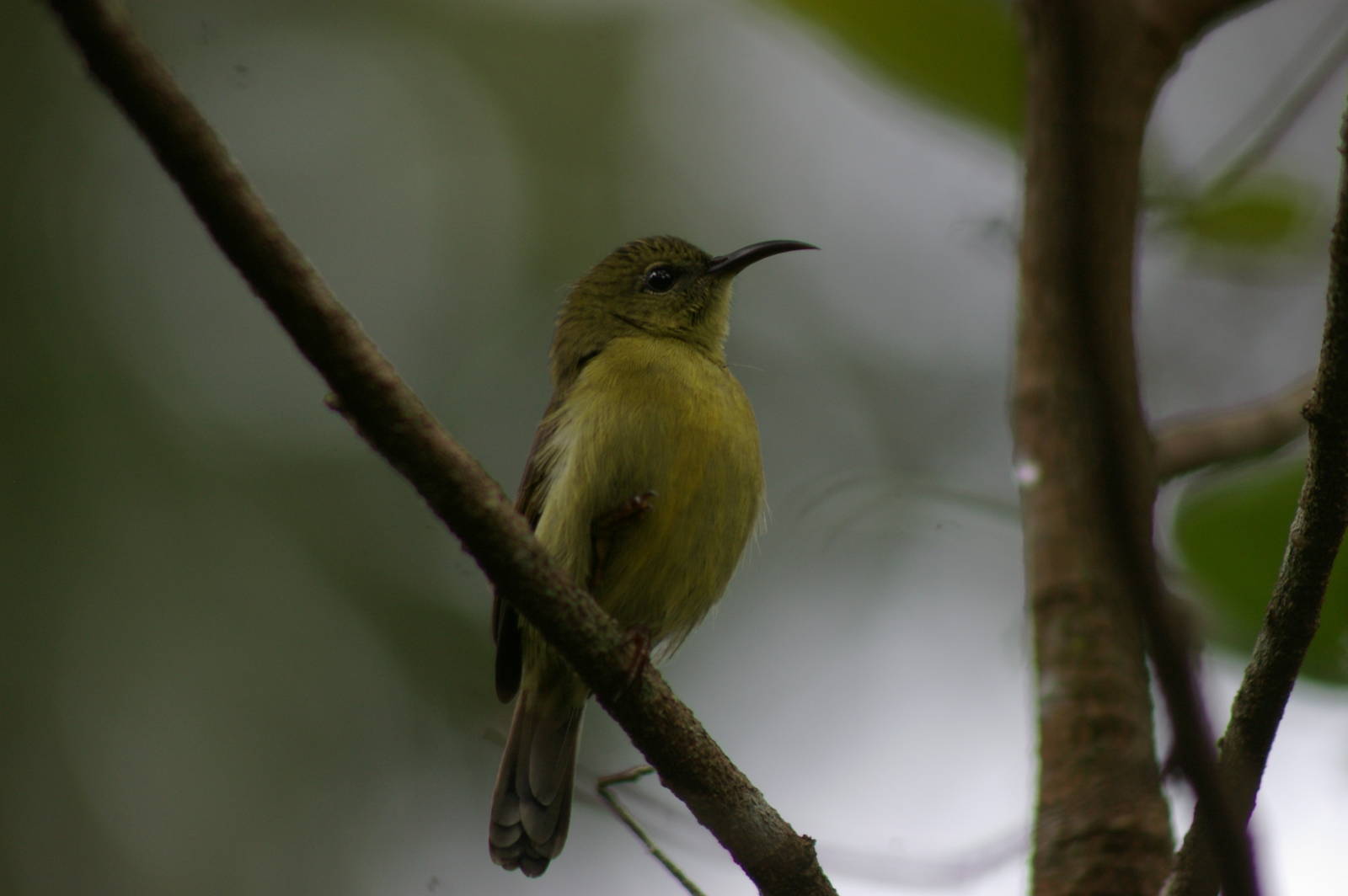 purple-throated sunbird (Nectarinia sperata)