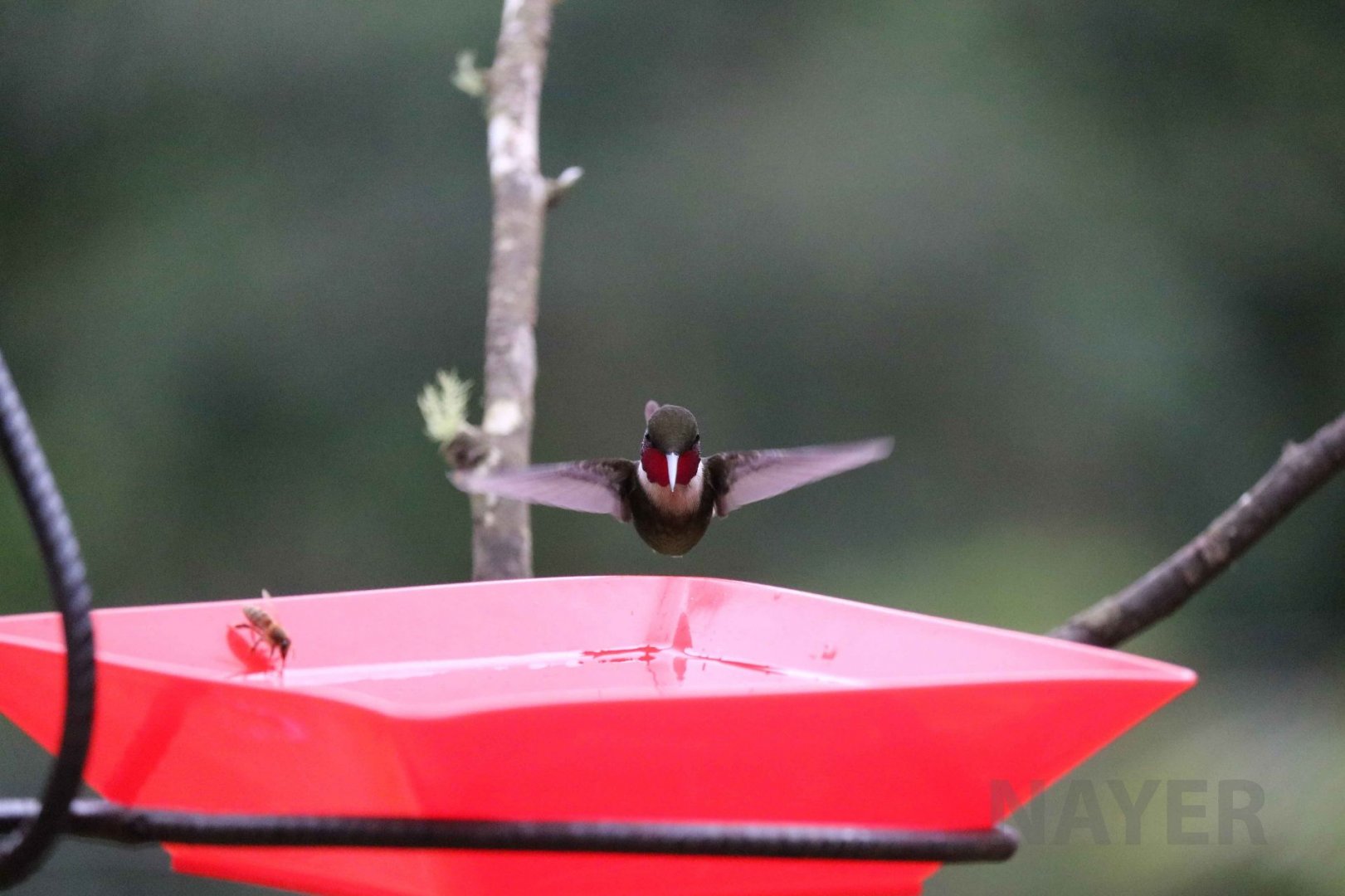 Purple-throated woodstar, May 2016
