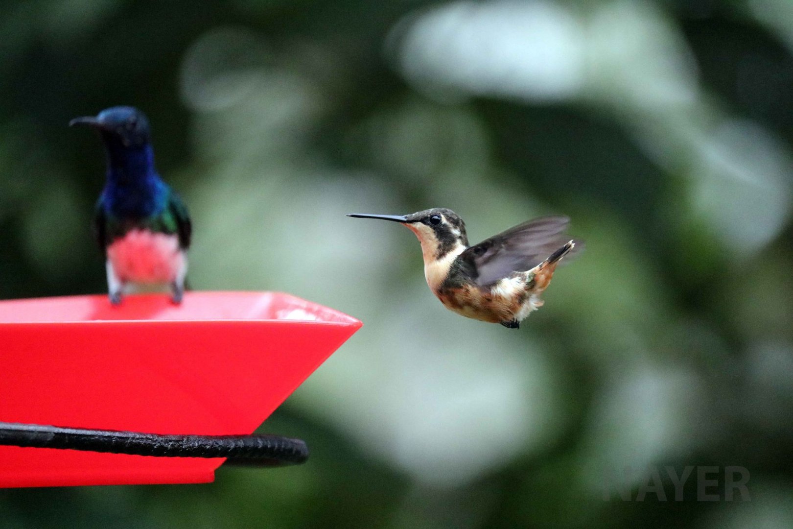 Purple-throated woodstar, May 2016