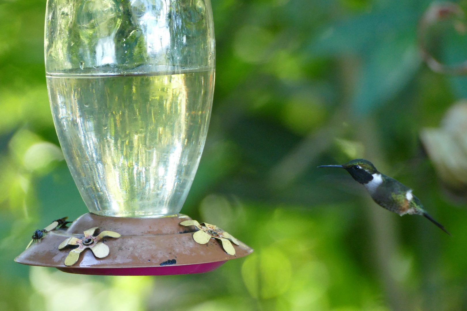 Purple-throated Woodstar