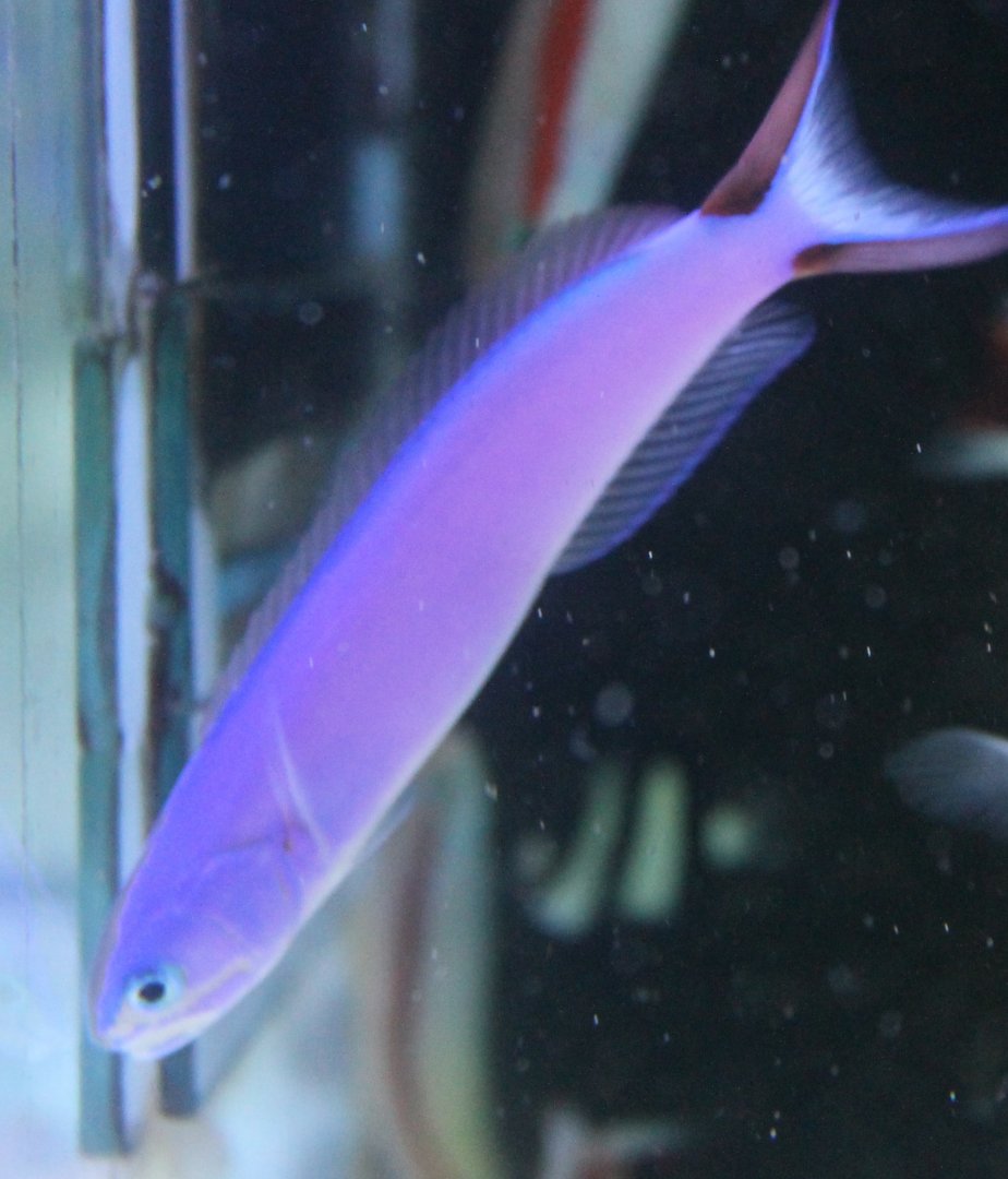 Purple tilefish - Hoplolatilus purpureus