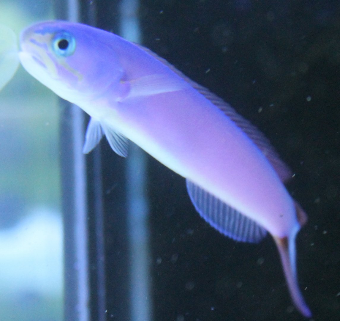 Purple tilefish - Hoplolatilus purpureus