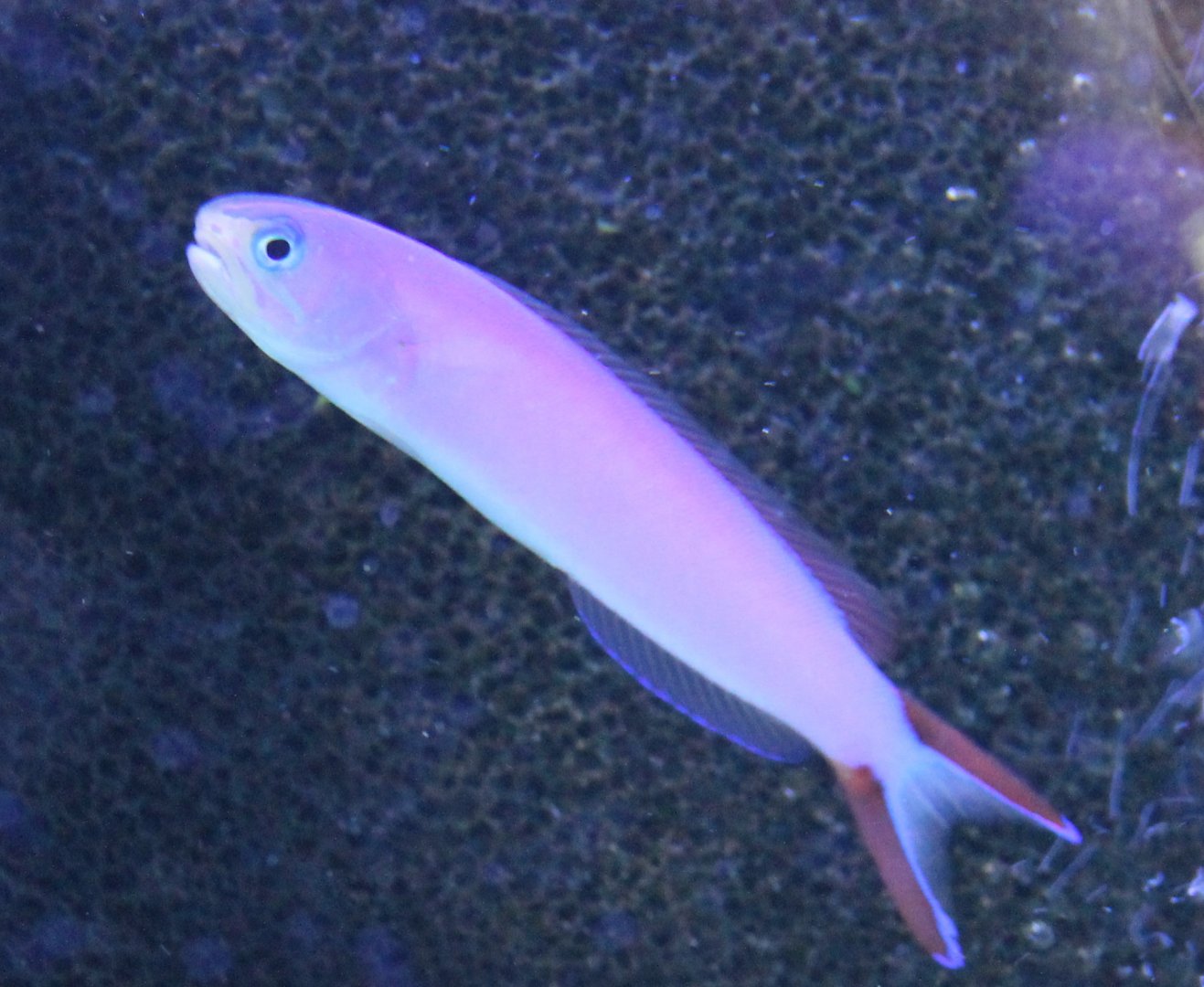 Purple tilefish - Hoplolatilus purpureus