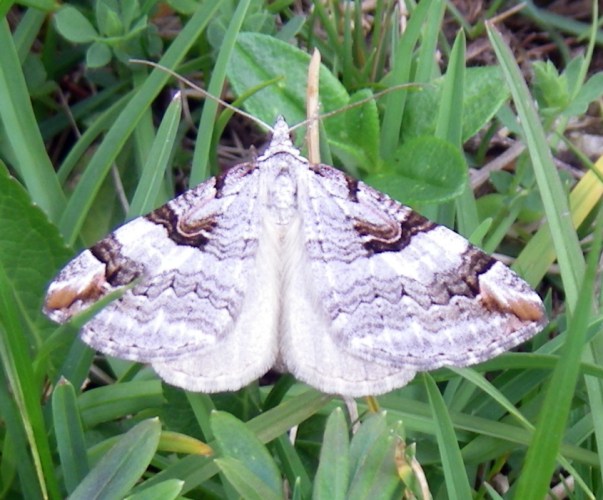 Purple Treble-bar (Aplocera praeformata)
