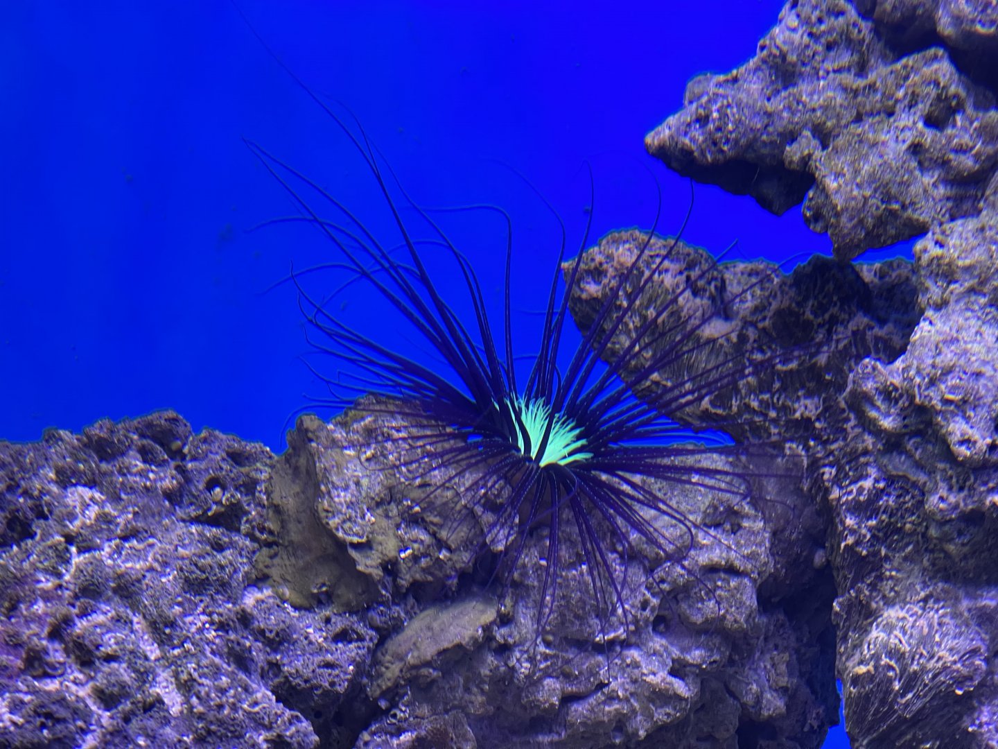 purple tube anemone (cerianthus filiformis)