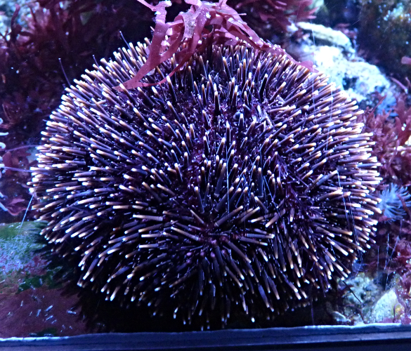 Purple urchin, Purple sea urchin, Violet sea urchin (Sphaerechinus granularis)