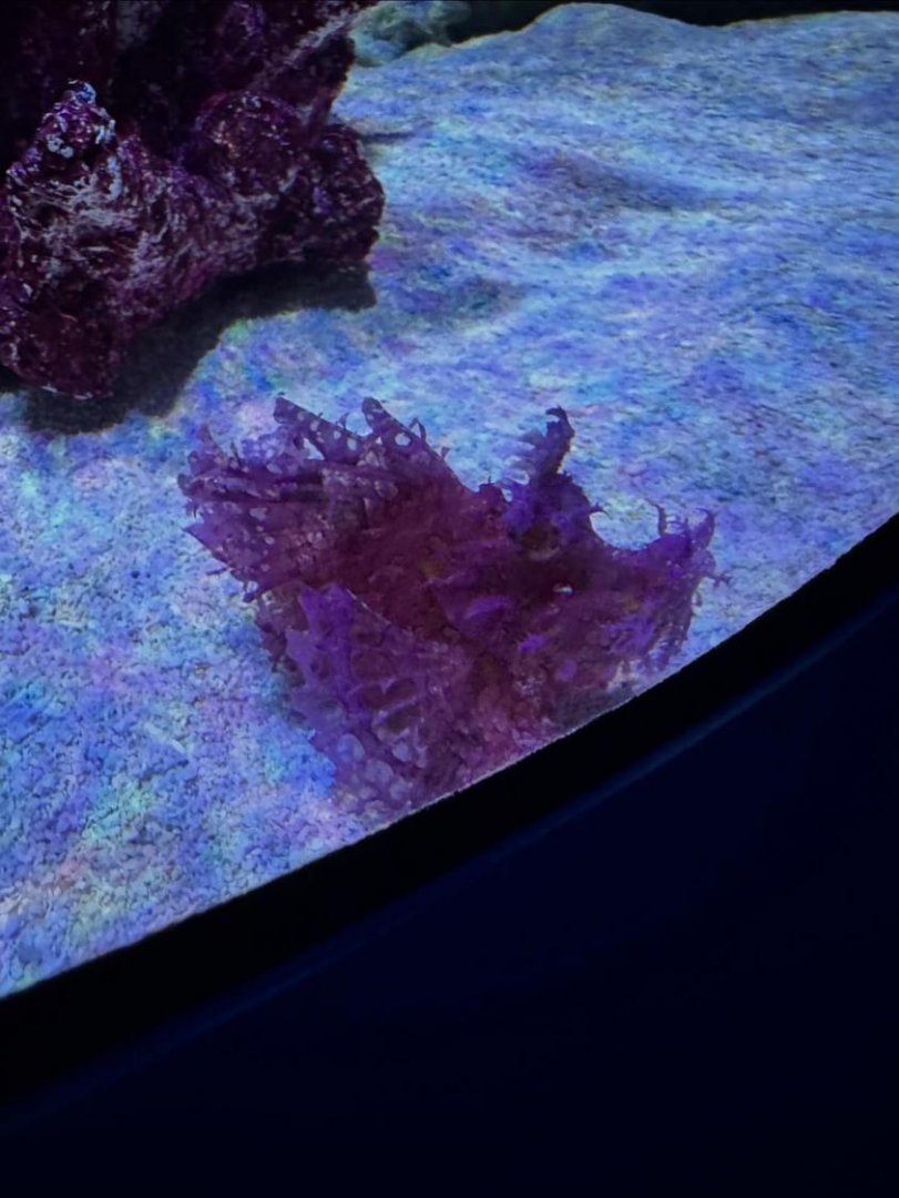 Purple Weedy Scorpionfish