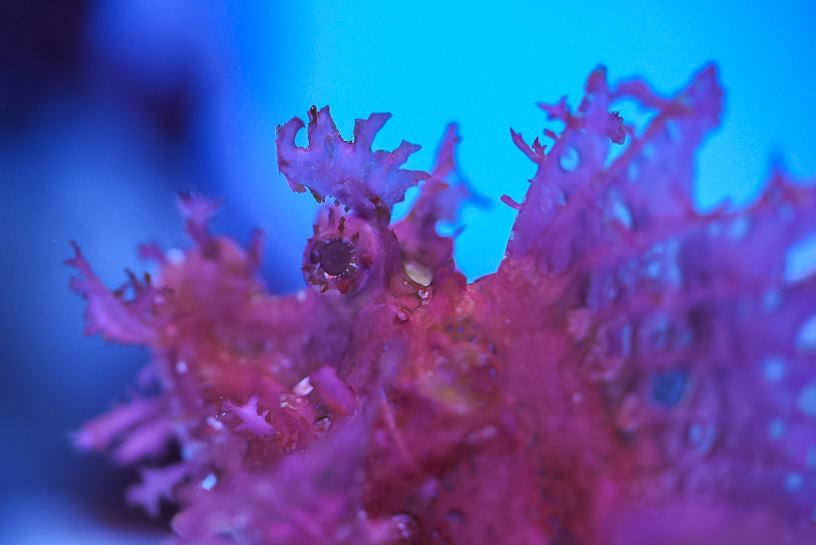 Purple Weedy Scorpionfish