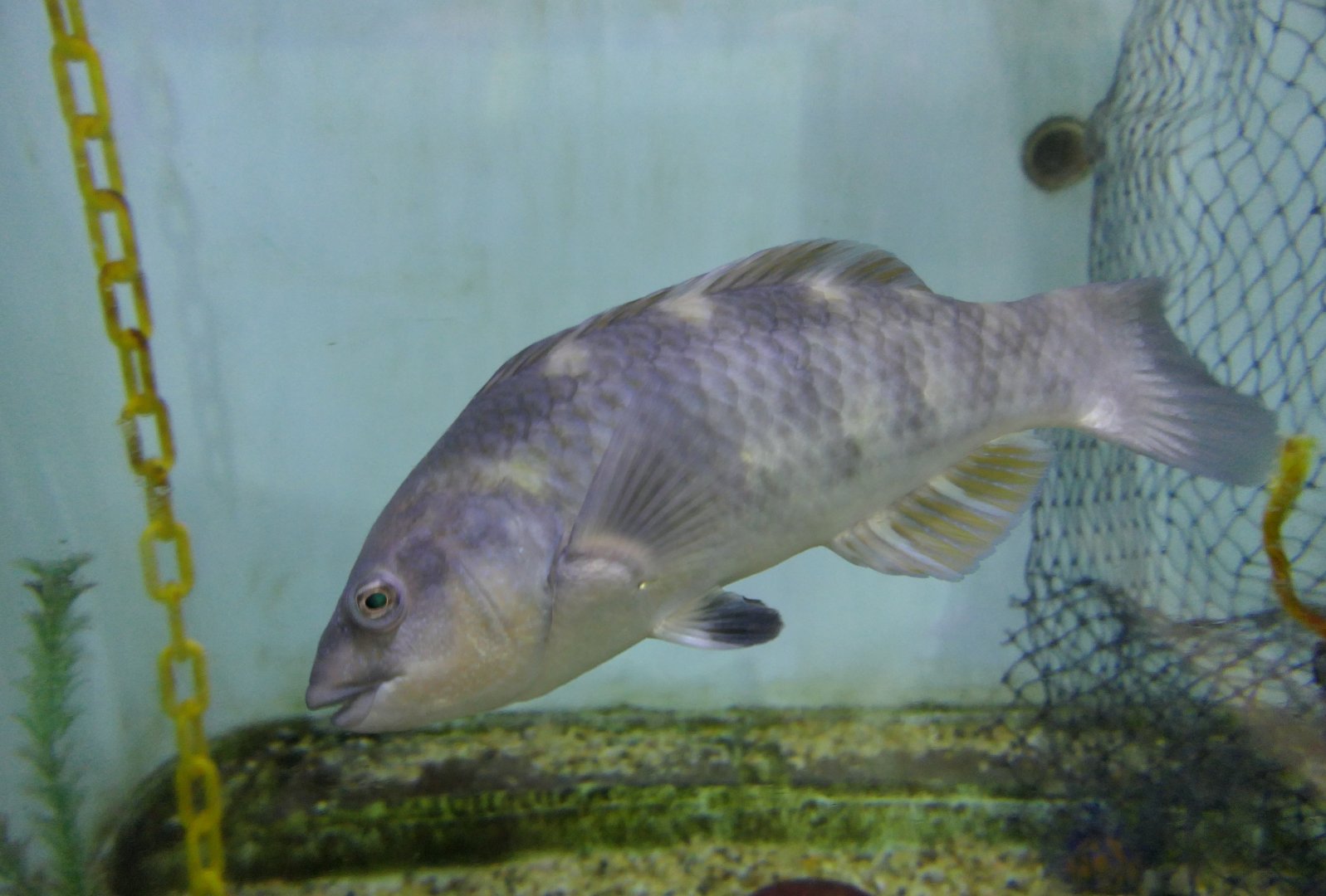 Purple Wrasse (Notolabrus fucicola)