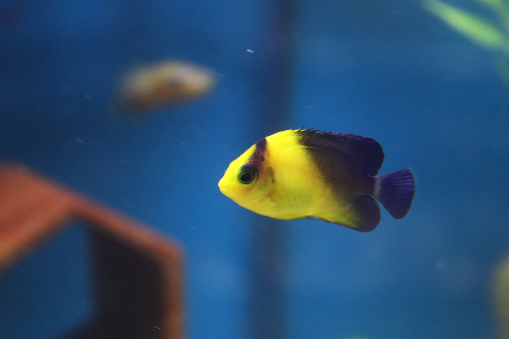 Purplemask Angelfish