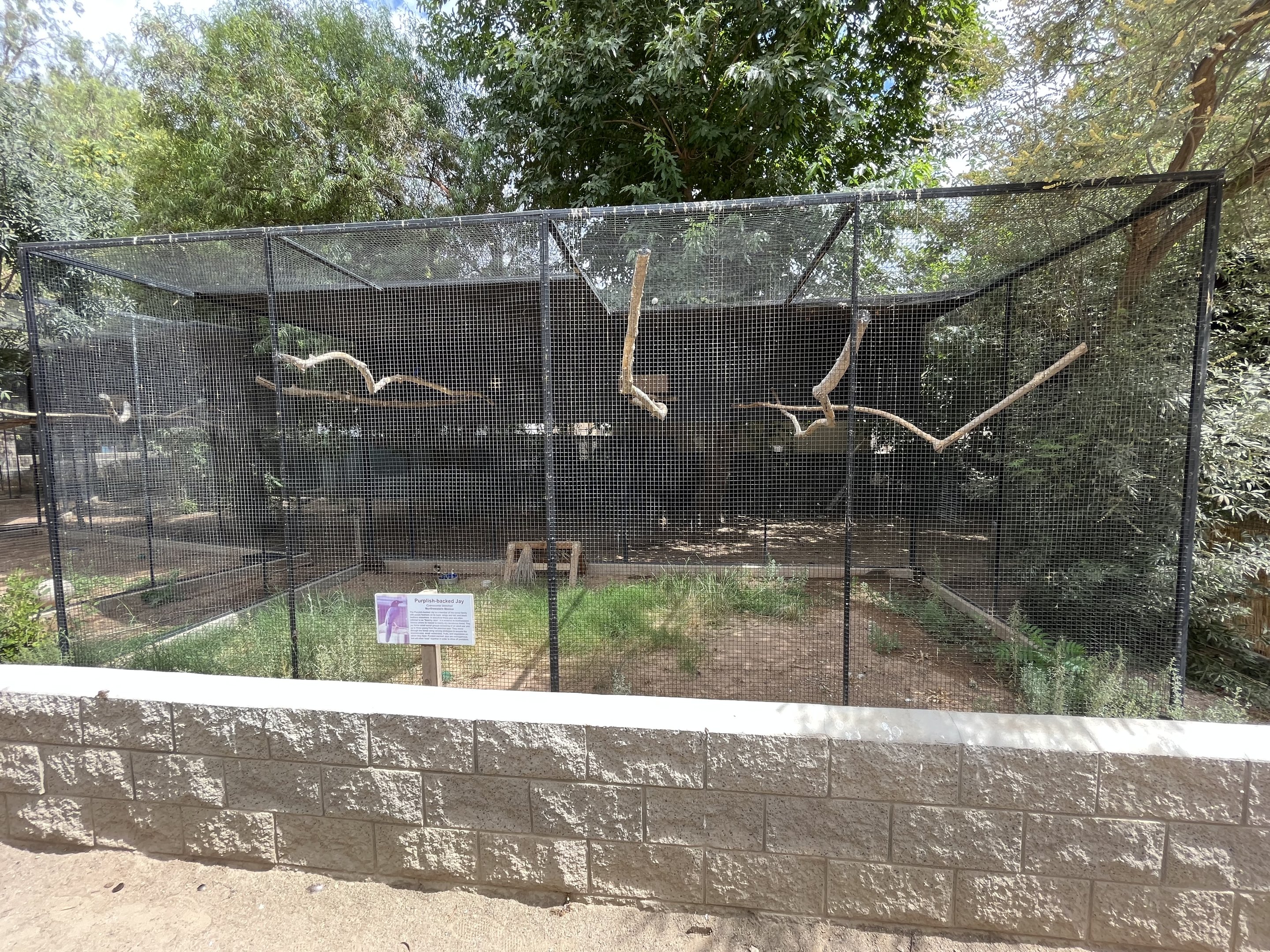 Purplish-backed Jay Aviary