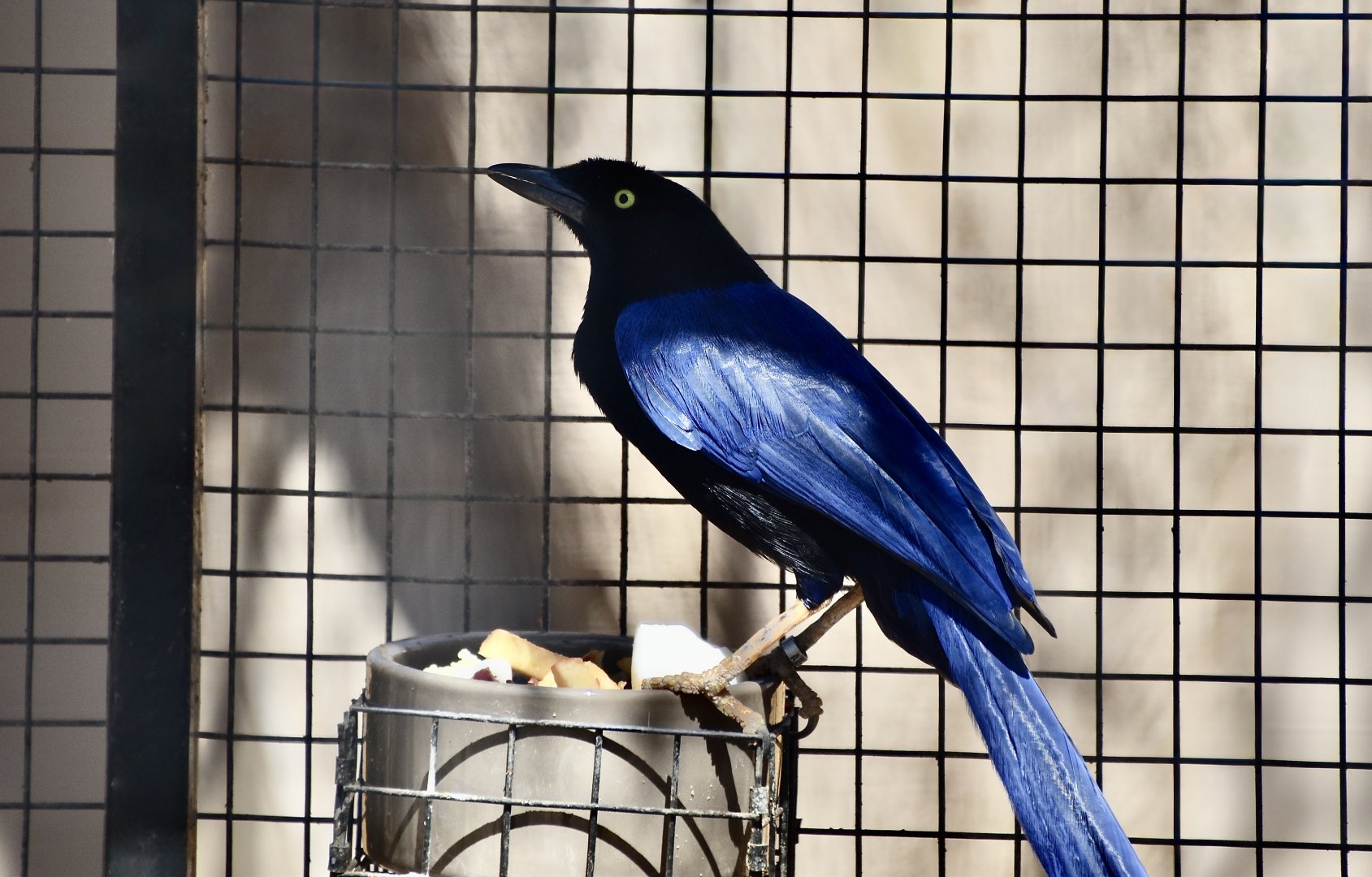 Purplish-Backed Jay (Cyanocorax beecheii)
