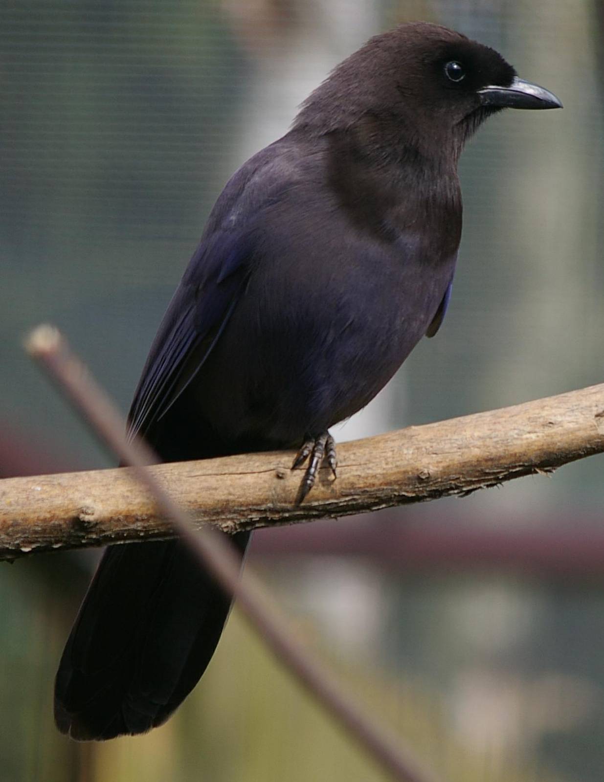 Purplish Jay at Birdpark Heiligenkirchen/Detmold(Germany)