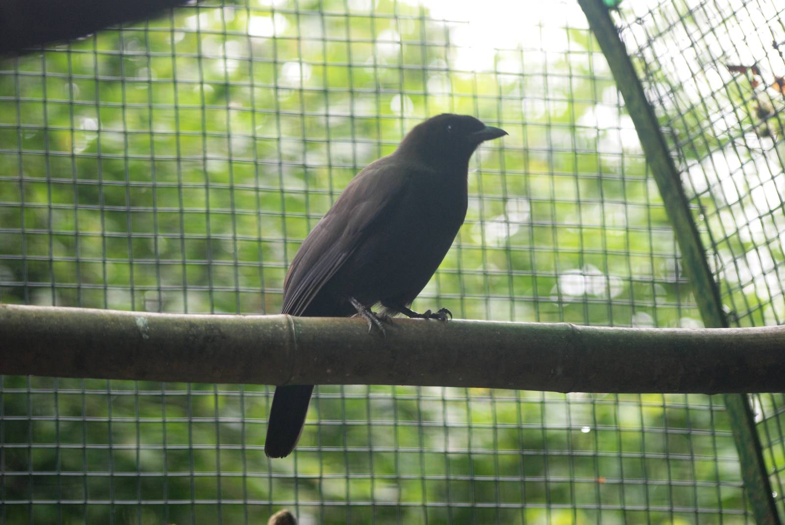 Purplish Jay at Santillana del Mar, 13/06/15