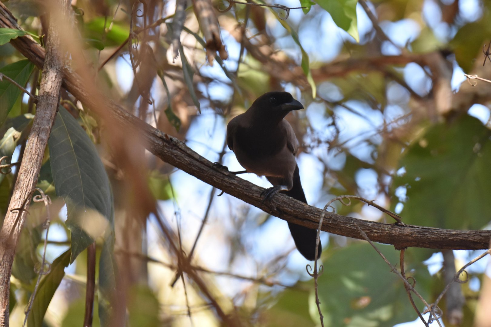Purplish Jay (Cyanocorax cyanomelas)
