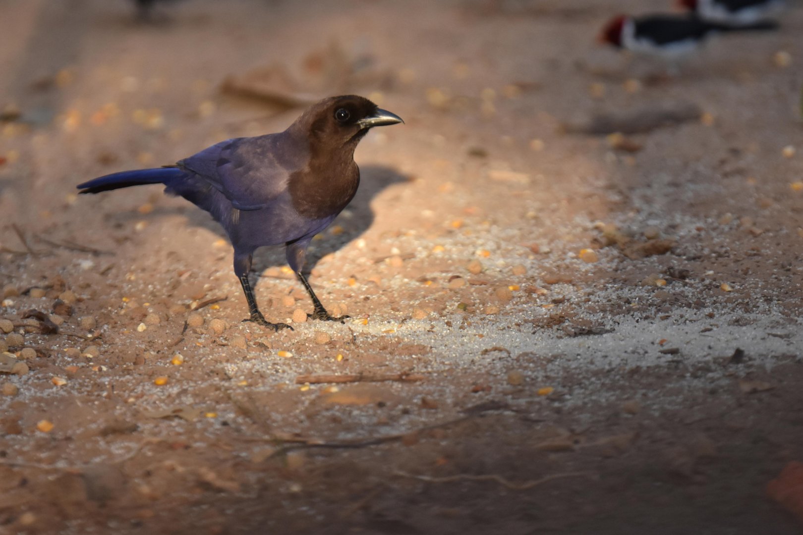 Purplish Jay (Cyanocorax cyanomelas)