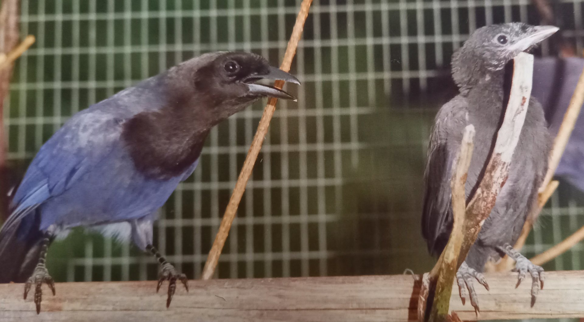 Purplish jay with chick