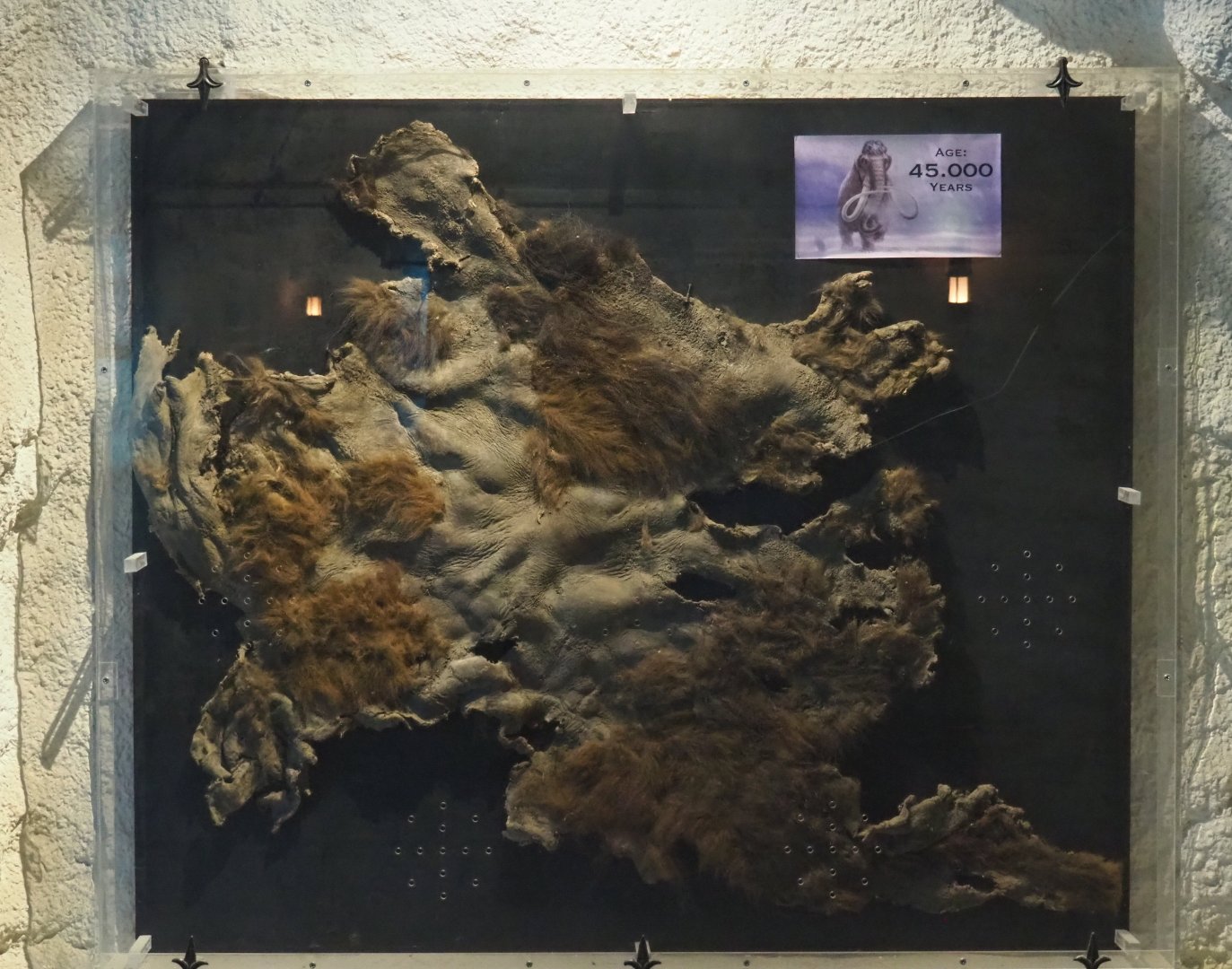Purported 45,000 year old mammoth skin displayed in the Polar bear/Pacific walrus underwater viewing cave, 2021-09-02