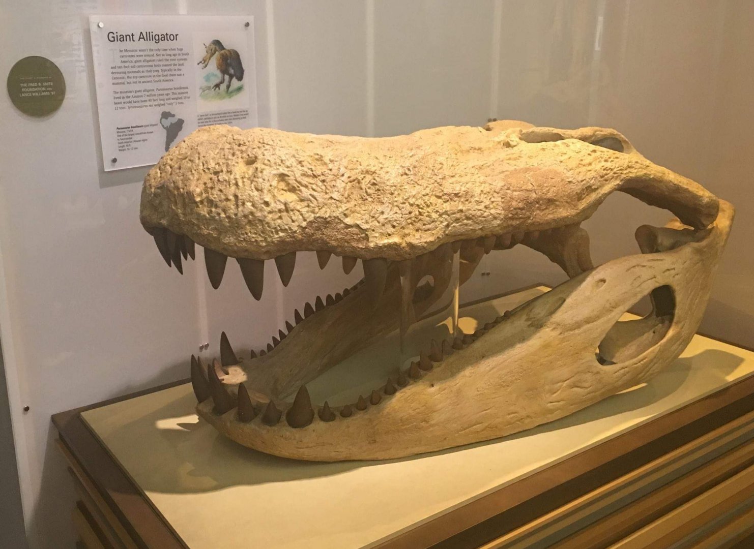 Purussaurus brasiliensis