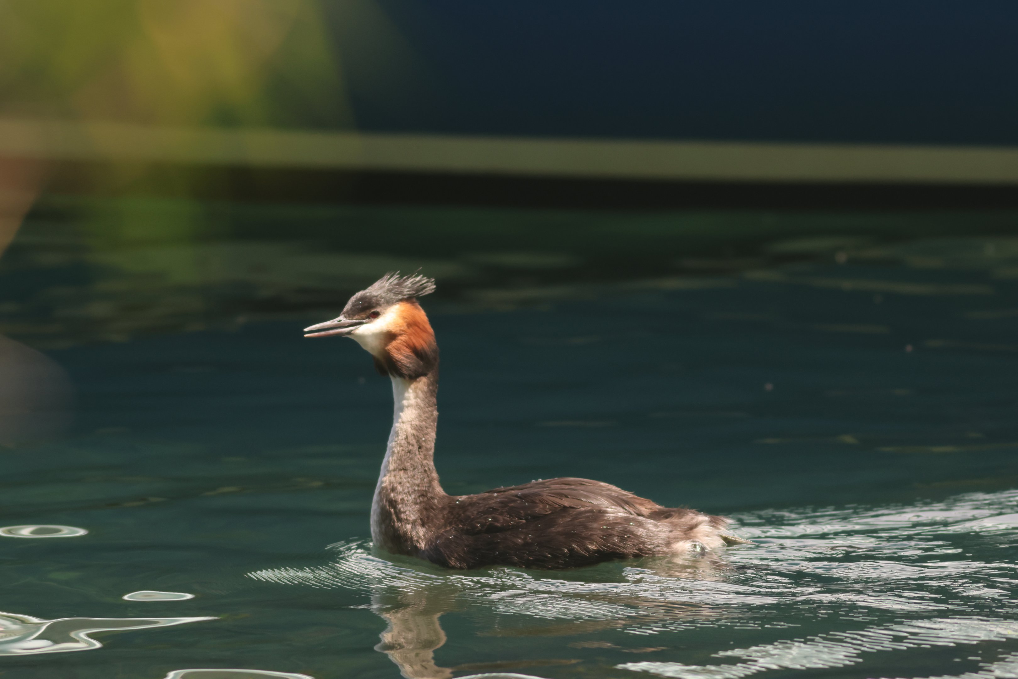 Pūteketeke (Podiceps cristatus australis), Lake Wakatipu, Queenstown
