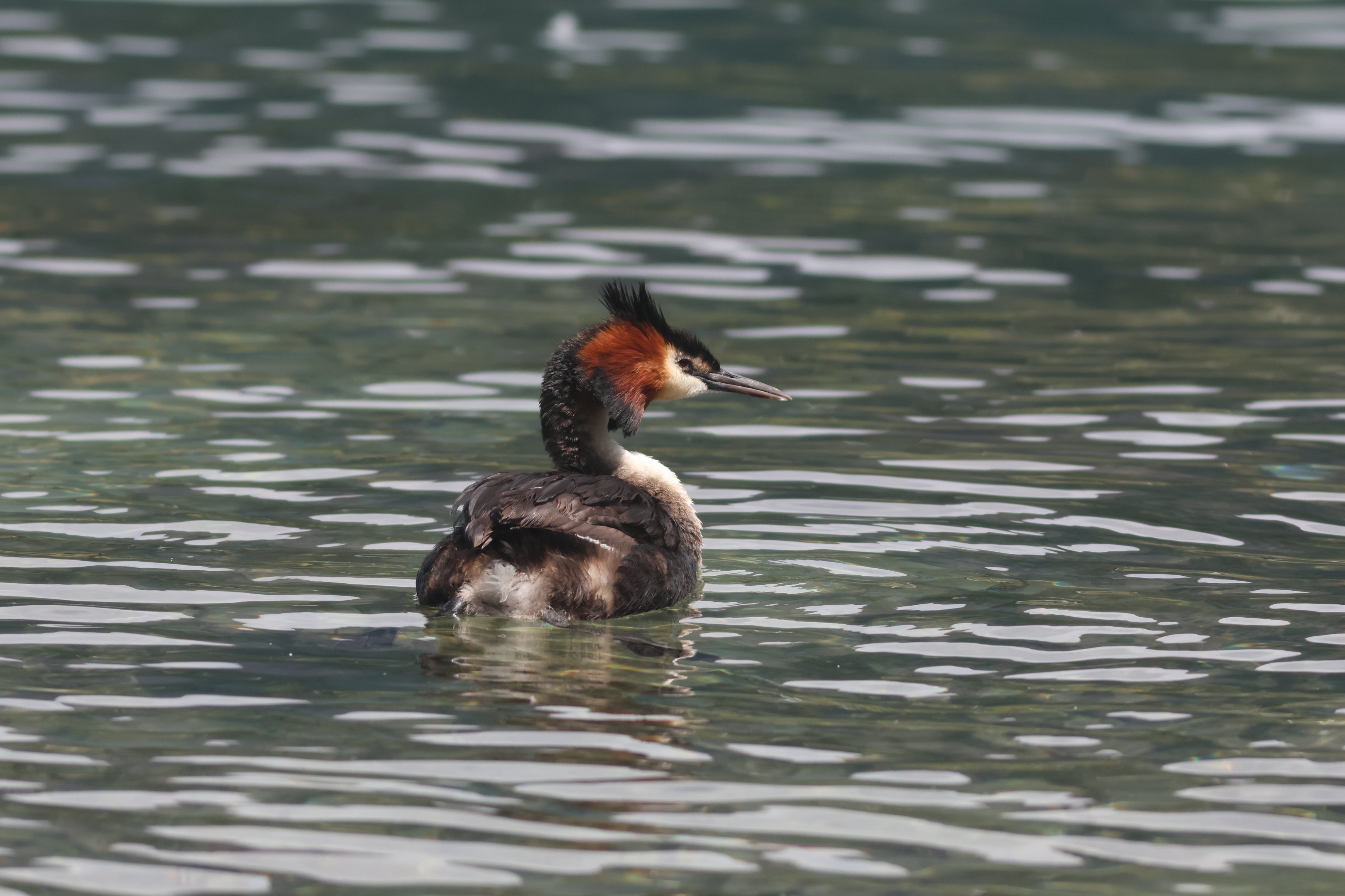 Pūteketeke (Podiceps cristatus australis), Lake Wakatipu, Queenstown