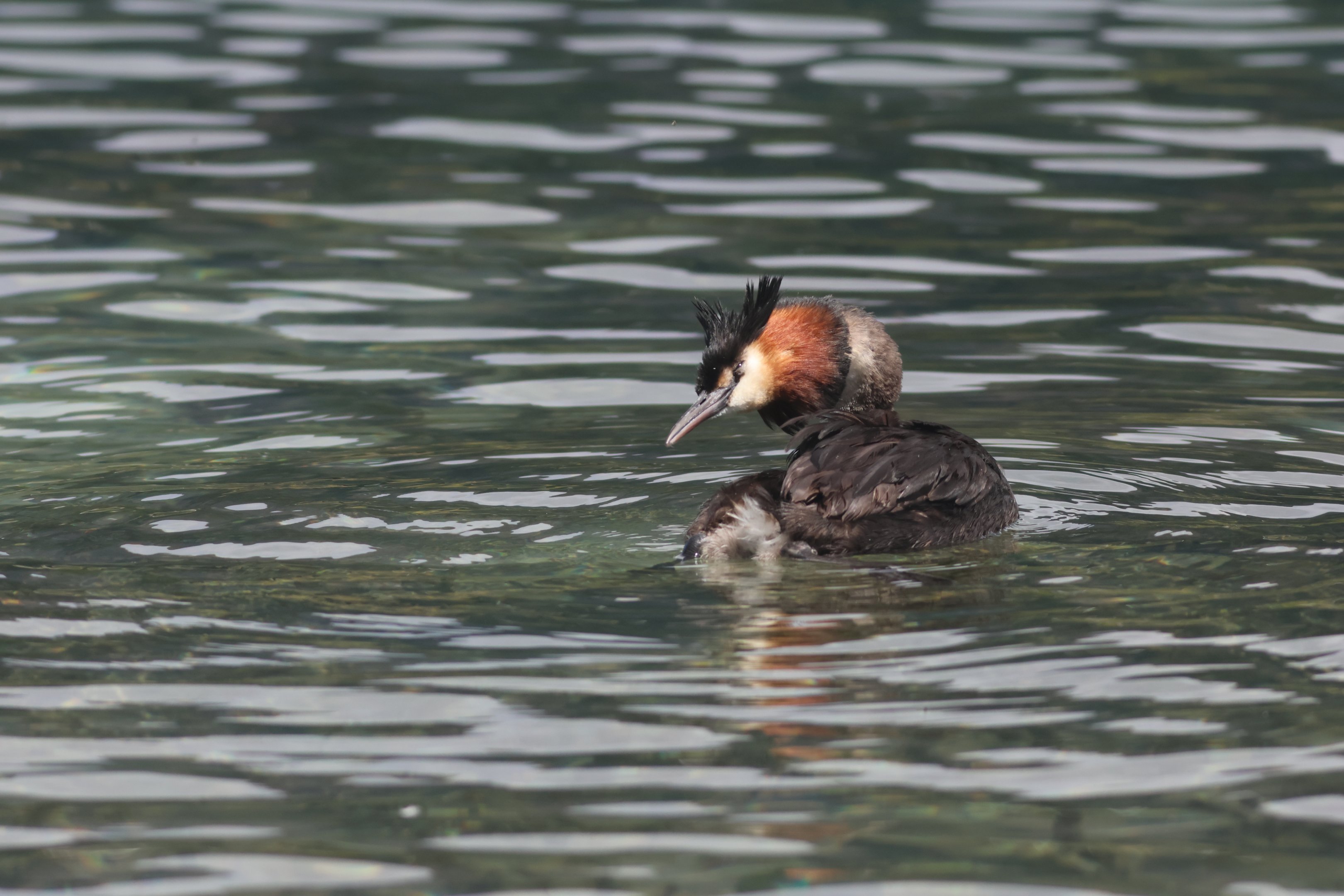 Pūteketeke (Podiceps cristatus australis), Lake Wakatipu, Queenstown