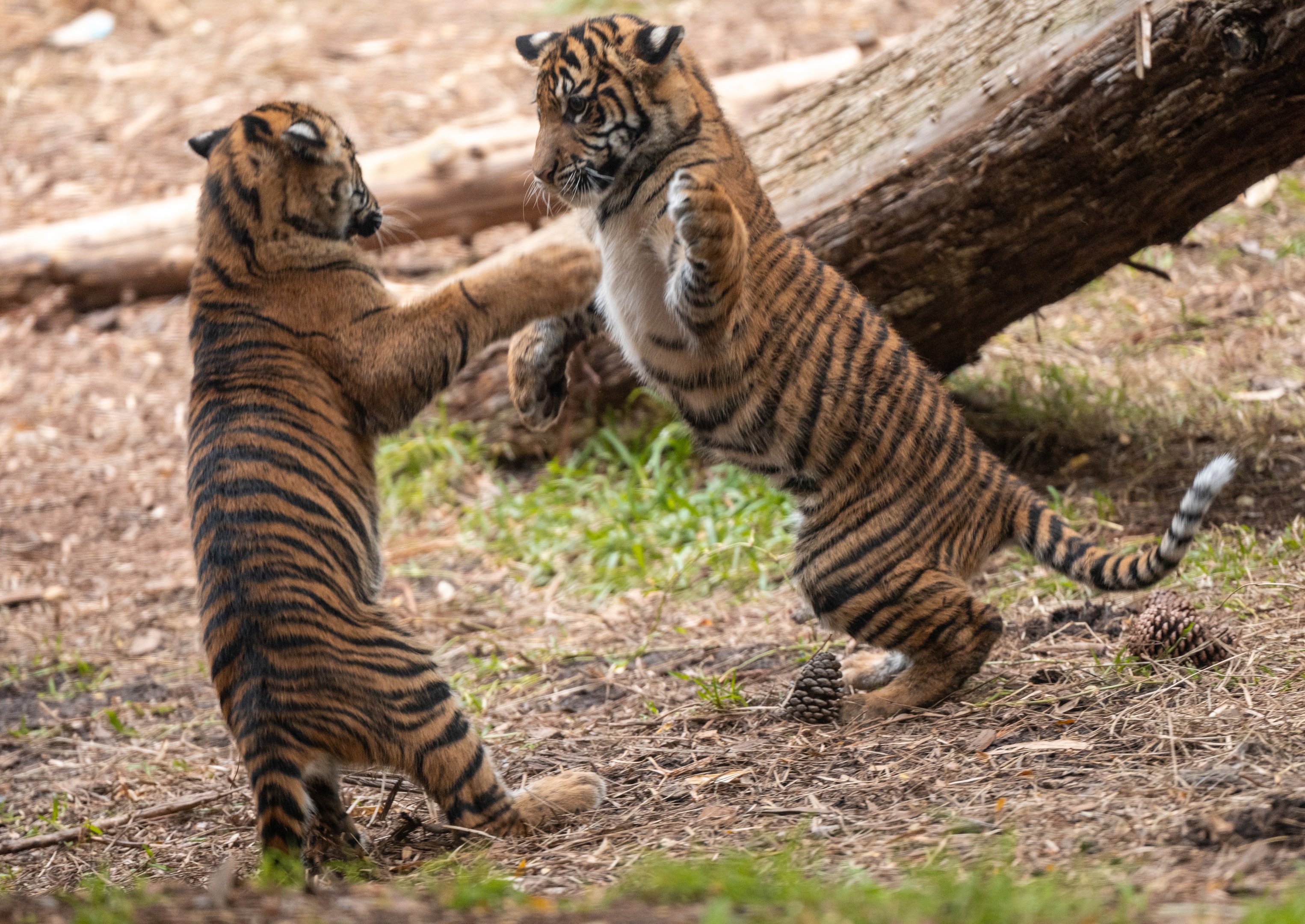 Puteri and Hutan playing